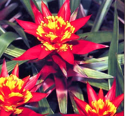 Guzmania Kapoho_Fire