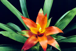 Guzmania Magnifica