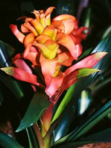 Guzmania Tutti_Fruitti