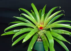 Guzmania cerrohoyaensis