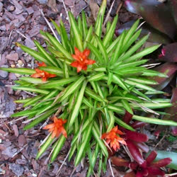 Guzmania lingulata_orange_varigated