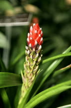 Guzmania monostachia