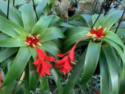 Guzmania sanguinea