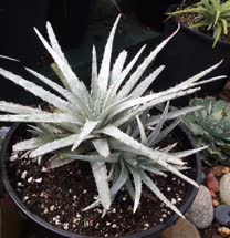 Hechtia Bakers_Beauty