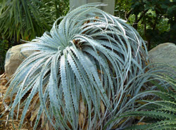 Hechtia argentea