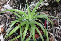 Hechtia caerulea