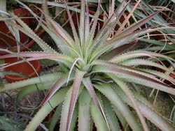 Hechtia guatemalensis