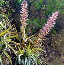 Hechtia matudae