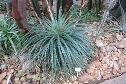 Hechtia stenopetala