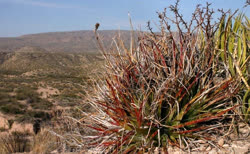 Hechtia texensis