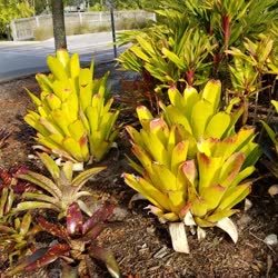 00-0-Copr_2021-Bromeliad_Paradiset.JPG