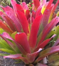 00-0-Copr_2021-Bullis_Bromeliadst.jpg