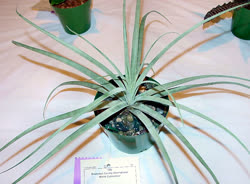 Hoplocryptanthus caracensis