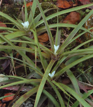 Hoplocryptanthus ferrarius