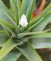 Hoplocryptanthus lavrasensis