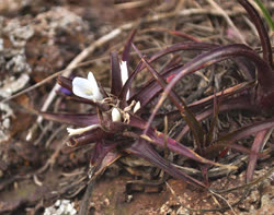 Hoplocryptanthus schwackeanus