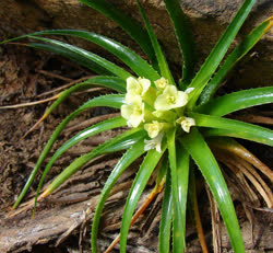 Hoplocryptanthus vidaliorum