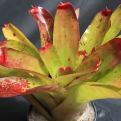 00-0-Copr_2021-Bromeliad_Paradiset.jpg