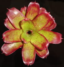 00-0-Copr_2021-Bromeliad_Paradiset.jpg