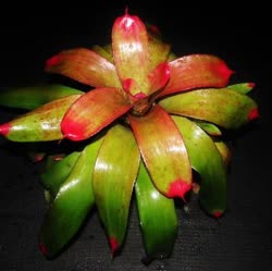 00-0-Copr_2021-Bromeliad_Paradiset.jpg