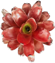 00-0-Copr_2021-Bullis_Bromeliadst.png