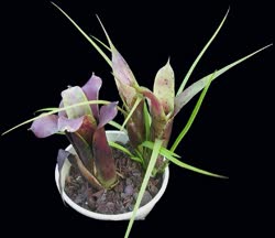 abendrothae_x_pauciflora
