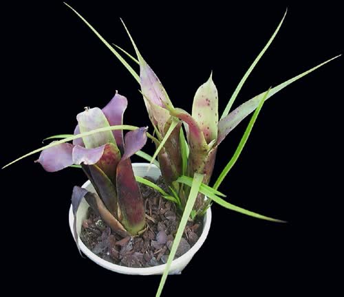 abendrothae_x_pauciflora
