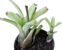 Neoregelia a