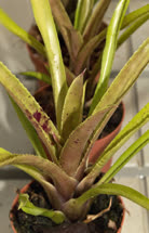 angustifolia_x_pauciflora