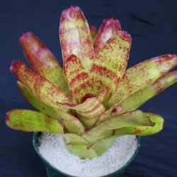 00-0-Copr_2021-Bromeliad_Paradiset.jpg