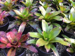 00-0-Copr_2021-Zuzu_Bromeliast.jpg