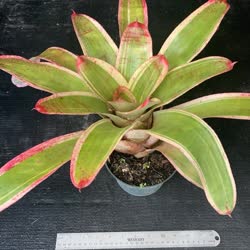 00-0-Copr_2021-Bromeliad_Paradiset.jpg