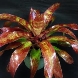 00-0-Copr_2021-Bromeliad_Paradiset.jpg