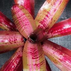 00-0-Copr_2021-Bromeliad_Paradiset.jpg