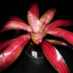 01-0-Copr_2021-Bromeliad_Paradiset.jpg