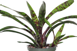 Neoregelia b