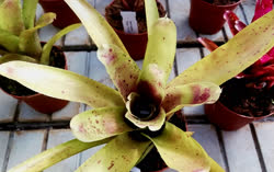 Blushing_Bride_x_pauciflora