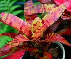 00-0-Copr_2021-Bromeliad_Exoticst.jpg