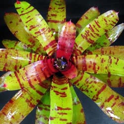 00-0-Copr_2021-Bromeliad_Paradiset.jpg