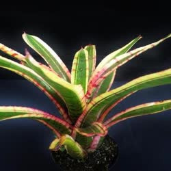 00-0-Copr_2021-Bromeliad_Paradiset.jpg