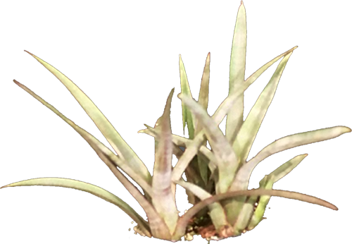 diamantinensis