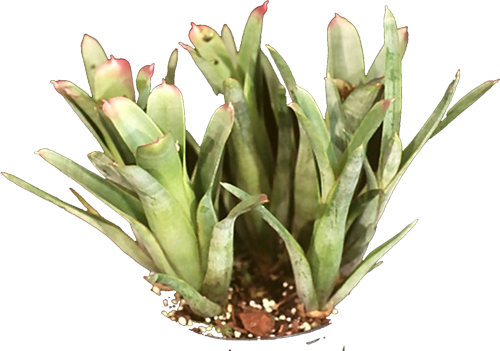 viridis