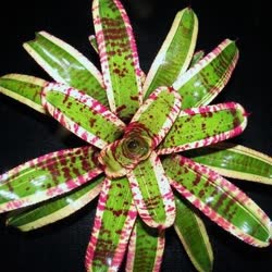 00-0-Copr_2021-Bromeliad_Paradiset.jpg