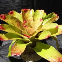 00-0-Copr_2021-Bromeliad_Paradiset.jpg