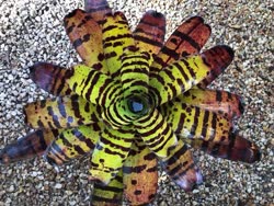 00-0-Copr_2021-M_and_M_Bayside_Bromeliadst.jpg