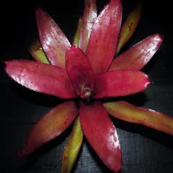 00-0-Copr_2021-Bromeliad_Paradiset.jpg