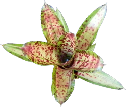 Neoregelia c