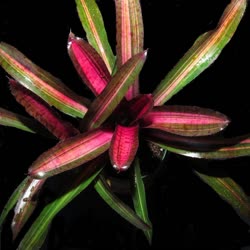 00-0-Copr_2021-Bromeliad_Paradiset.jpg