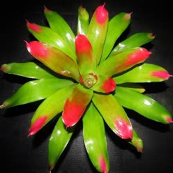 00-0-Copr_2021-Bromeliad_Paradiset.jpg