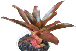 Coral_Fire